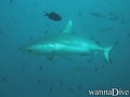 scuba diving photo