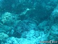 scuba diving photo