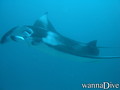 scuba diving photo