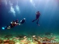 scuba diving photo