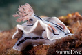 scuba diving photo