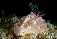 scuba diving photo