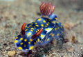 scuba diving photo