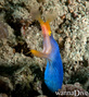 scuba diving photo