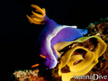 scuba diving photo