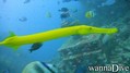 scuba diving photo
