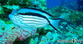 scuba diving photo