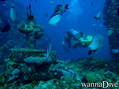 scuba diving photo
