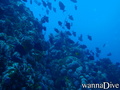 scuba diving photo