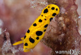 scuba diving photo