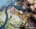 scuba diving photo