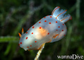 scuba diving photo