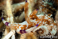 scuba diving photo