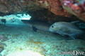 scuba diving photo