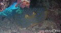scuba diving photo
