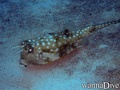 scuba diving photo