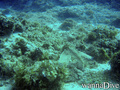 scuba diving photo