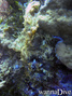 scuba diving photo