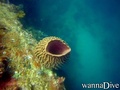 scuba diving photo
