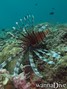 scuba diving photo