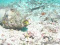 scuba diving photo
