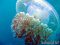 scuba diving photo