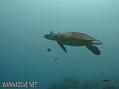 scuba diving photo