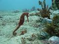 scuba diving photo