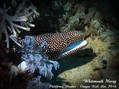 scuba diving photo