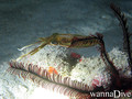 scuba diving photo