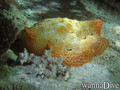 scuba diving photo