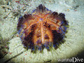scuba diving photo