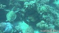 scuba diving photo