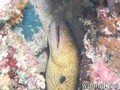 scuba diving photo