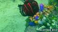 scuba diving photo