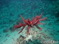 scuba diving photo