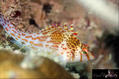 scuba diving photo