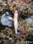 scuba diving photo