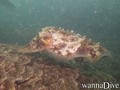 scuba diving photo