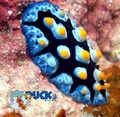 scuba diving photo