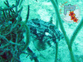 scuba diving photo