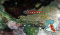 scuba diving photo