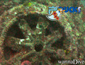 scuba diving photo