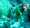 scuba diving photo