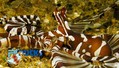 scuba diving photo