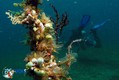 scuba diving photo