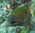 scuba diving photo