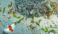 scuba diving photo