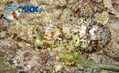 scuba diving photo