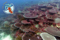 scuba diving photo